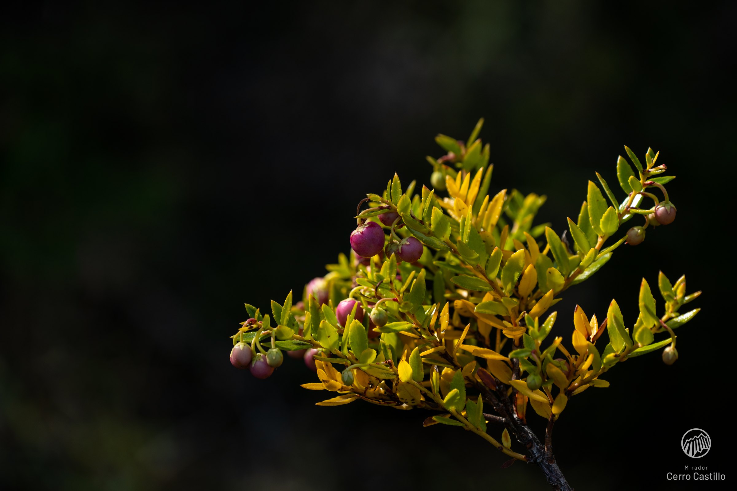 Flora nativa y frutos silvestres en los bosques de la reserva